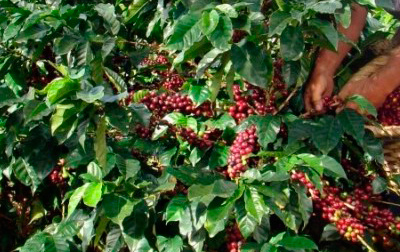 la-pianta